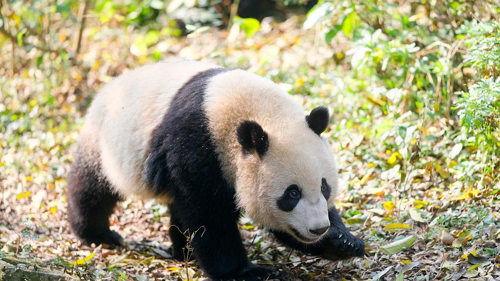 媒体：成都基地熊猫“宝新”已离世 未满两岁