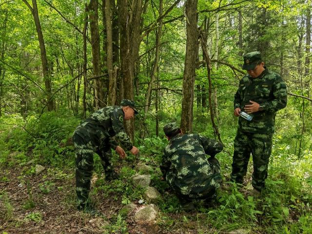 还记得东北虎“完达山一号”吗？它又出现了 壮硕了不少